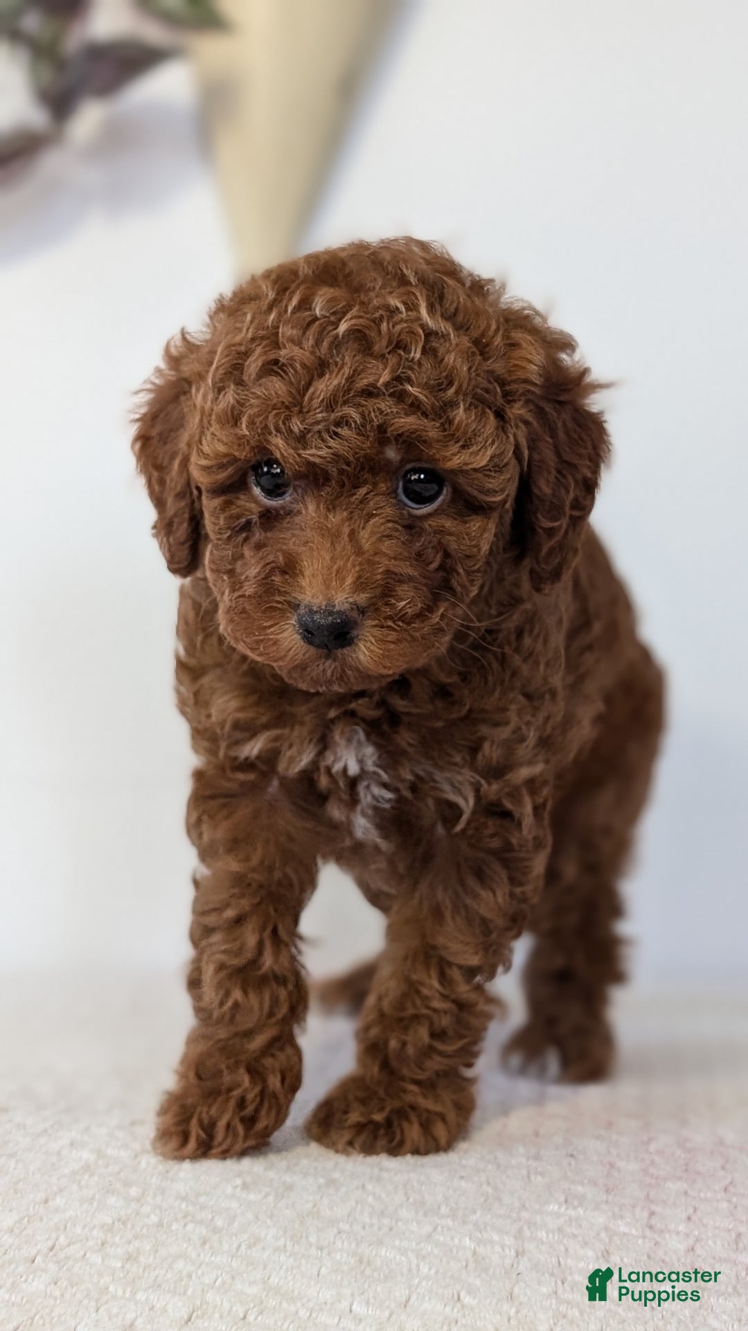 Toy Poodle dogs for sale: Chloe - Ad 5