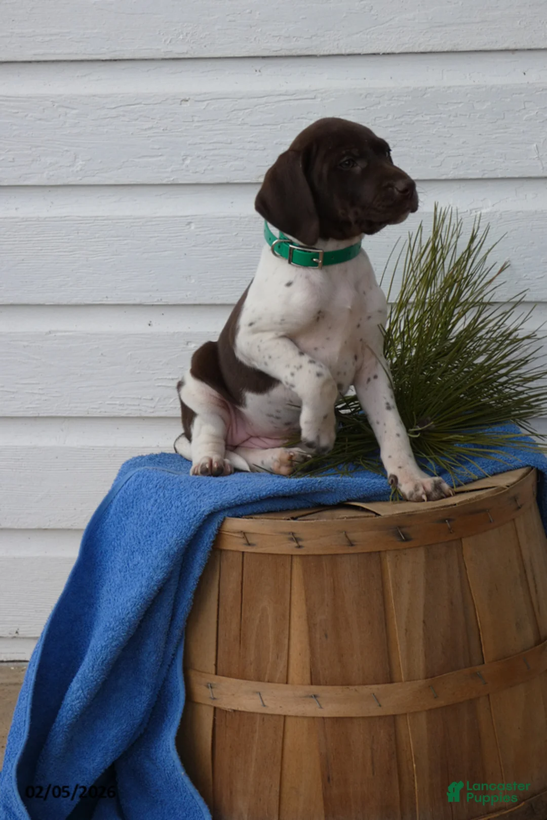 Mixed Breed dogs for sale: Almond Joy - Ad 1