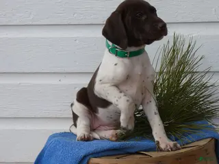 Mixed Breed dogs Almond Joy - Ad 41