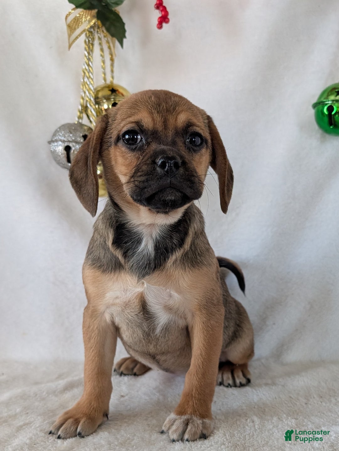 Puggle dogs for sale: Joy  - Ad 9