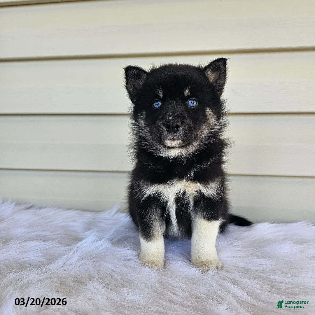 Pomsky dogs for sale: Luca - Ad 1