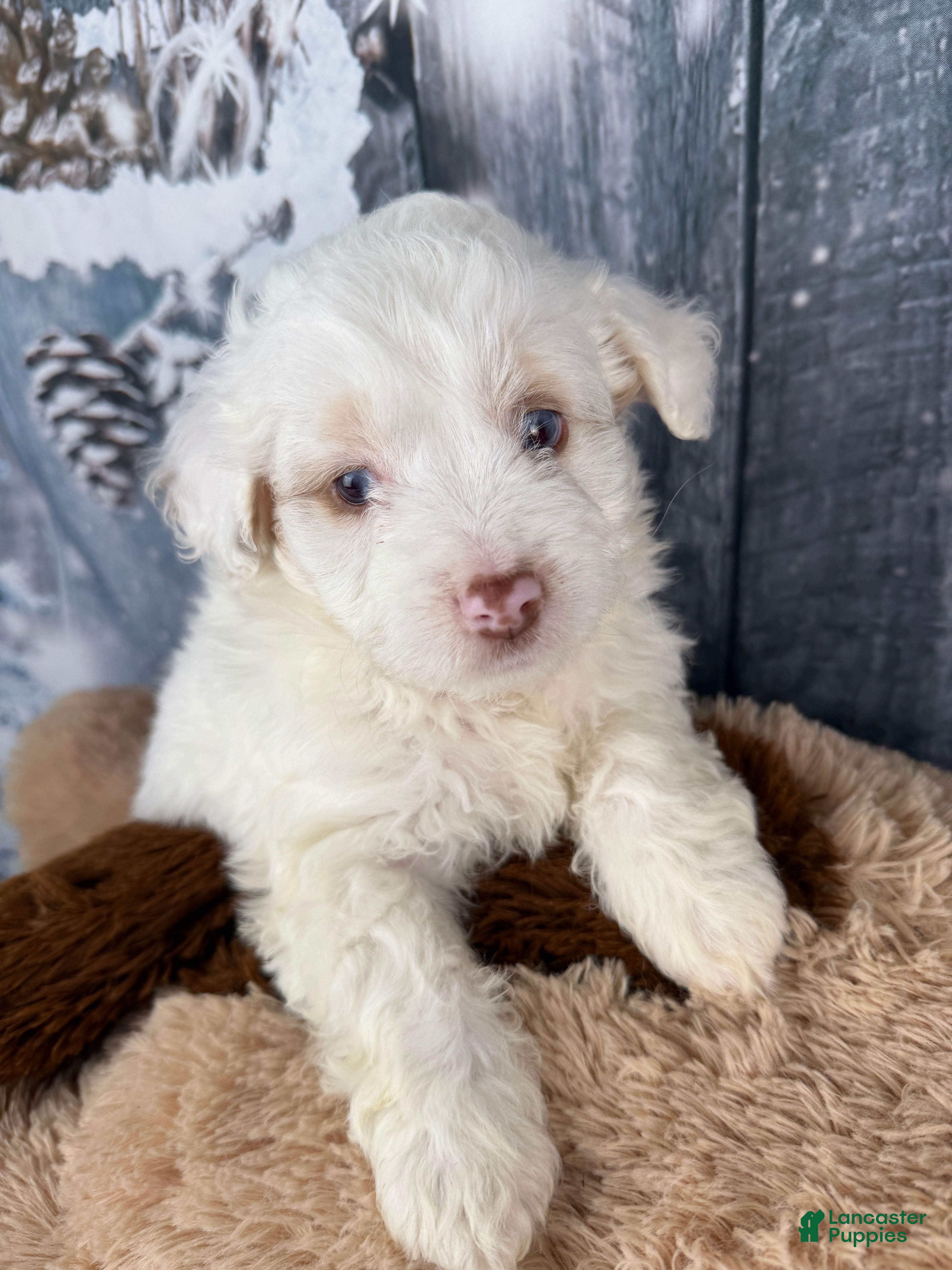Aussiedoodle dogs Hosea - Ad 5
