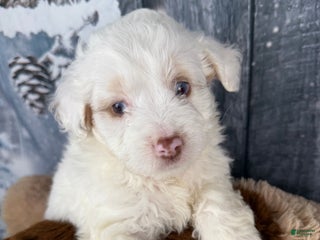 Aussiedoodle dogs Hosea - Ad 1