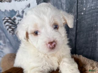 Aussiedoodle dogs Hosea - Ad 27