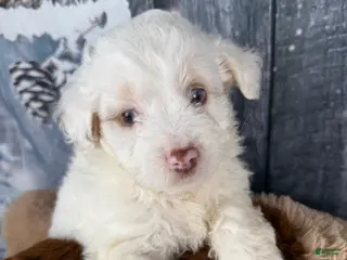 Aussiedoodle dogs Hosea - Ad 5