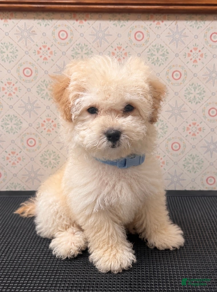 Maltipoo dogs Cooper - Ad 9