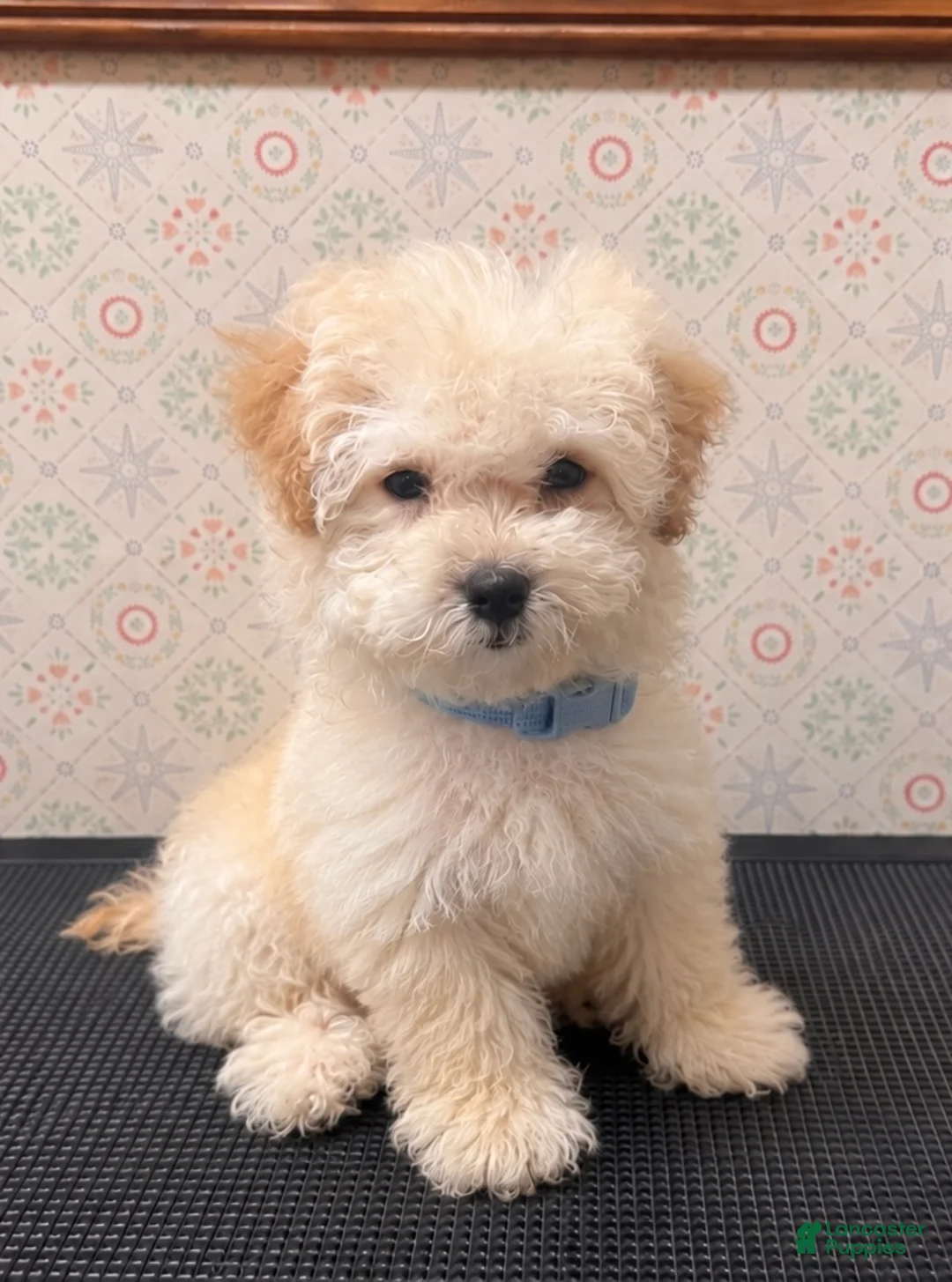 Maltipoo dogs for sale: Cooper - Ad 1