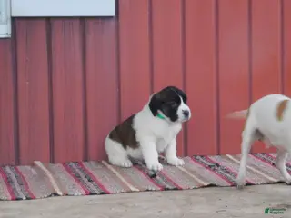 Saint Bernard dogs for sale: Lamborghini - Ad 2