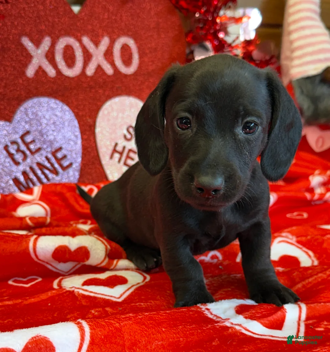 Miniature Dachshund dogs for sale: Axle - Ad 2