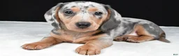 Miniature Dachshund dogs for sale: Bailey - Ad 8