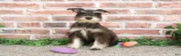 Miniature Schnauzer dogs for sale: Rita - Ad 4