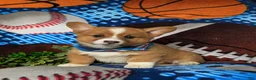 Welsh Corgi Pembroke dogs for sale: Lowell AKC Registered - Ad 4