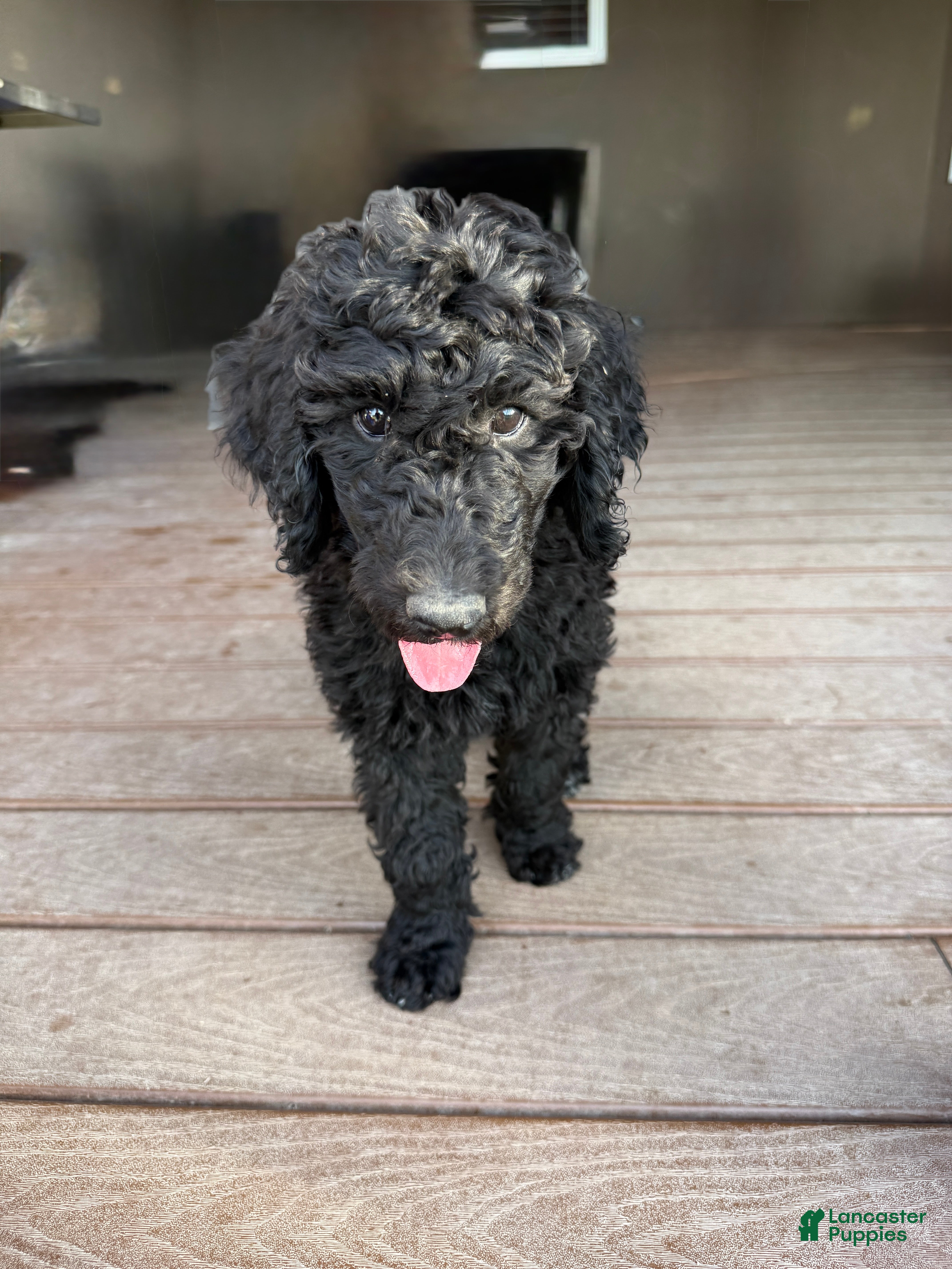 Standard Poodle dogs Jesse - Ad 11
