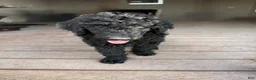 Standard Poodle dogs for sale: Jesse - Ad 1