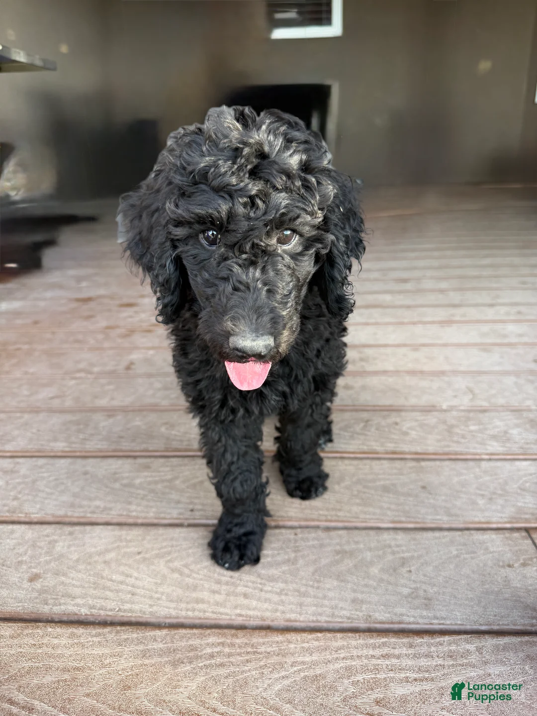 Standard Poodle dogs for sale: Jesse - Ad 1
