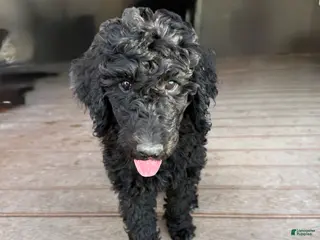 Standard Poodle dogs Jesse - Ad 11