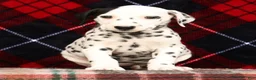 Dalmatian dogs for sale: Bella - Ad 5