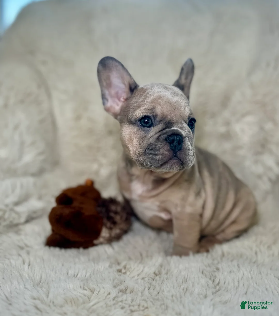 French Bulldog dogs for sale: Tiana - Ad 2