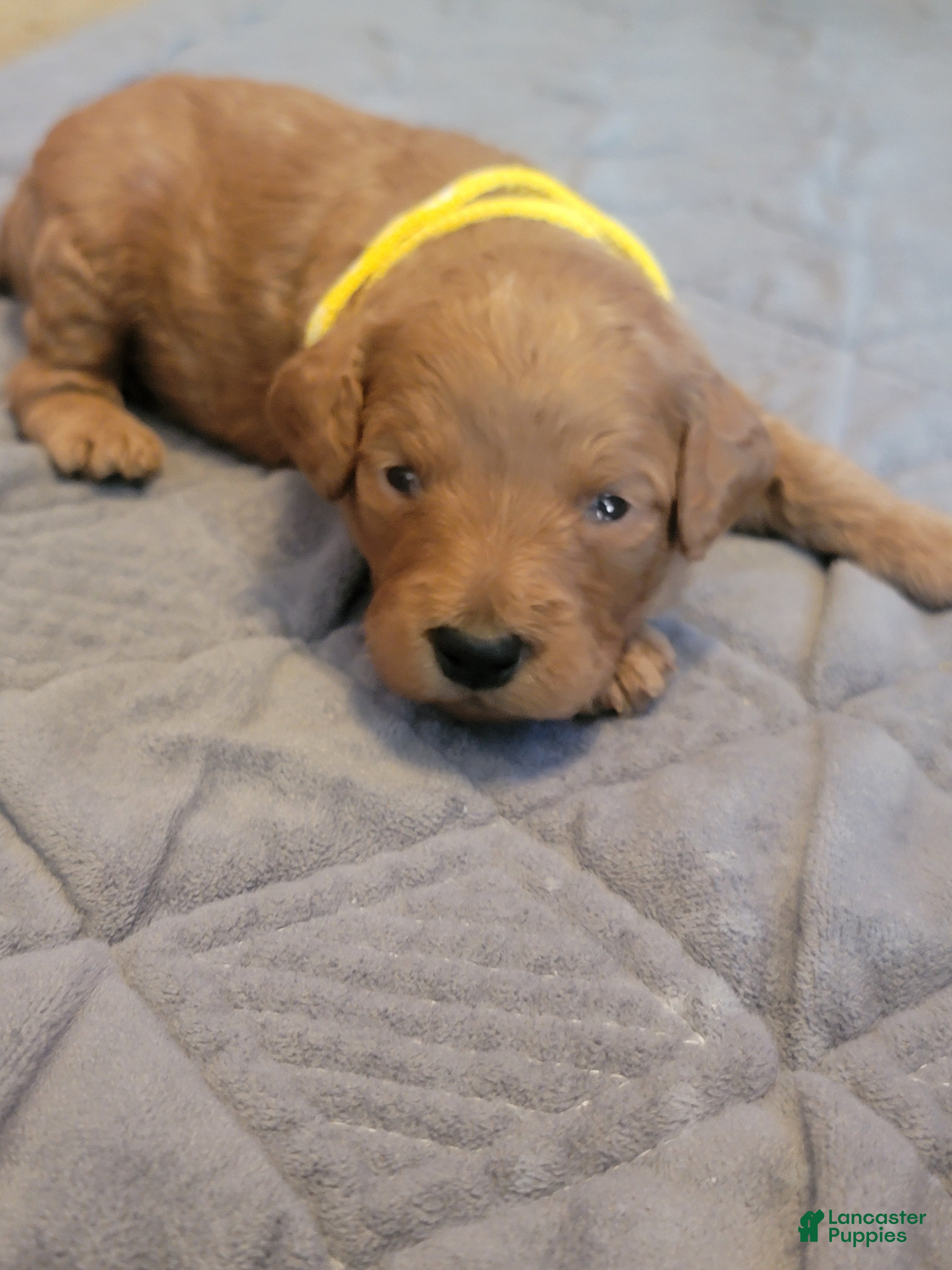 Mini Goldendoodle dogs bear (male) - Ad 2