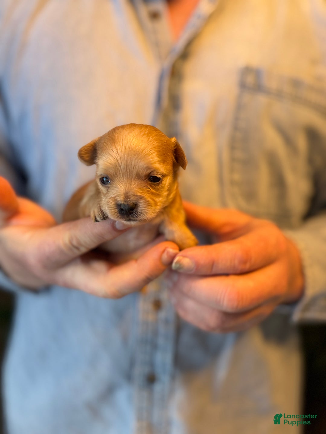 Chihuahua dogs for sale: Red gold  - Ad 14