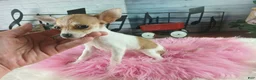 Chihuahua dogs for sale: Micro teacup white fawn girl. Hand Delivery  - Ad 6