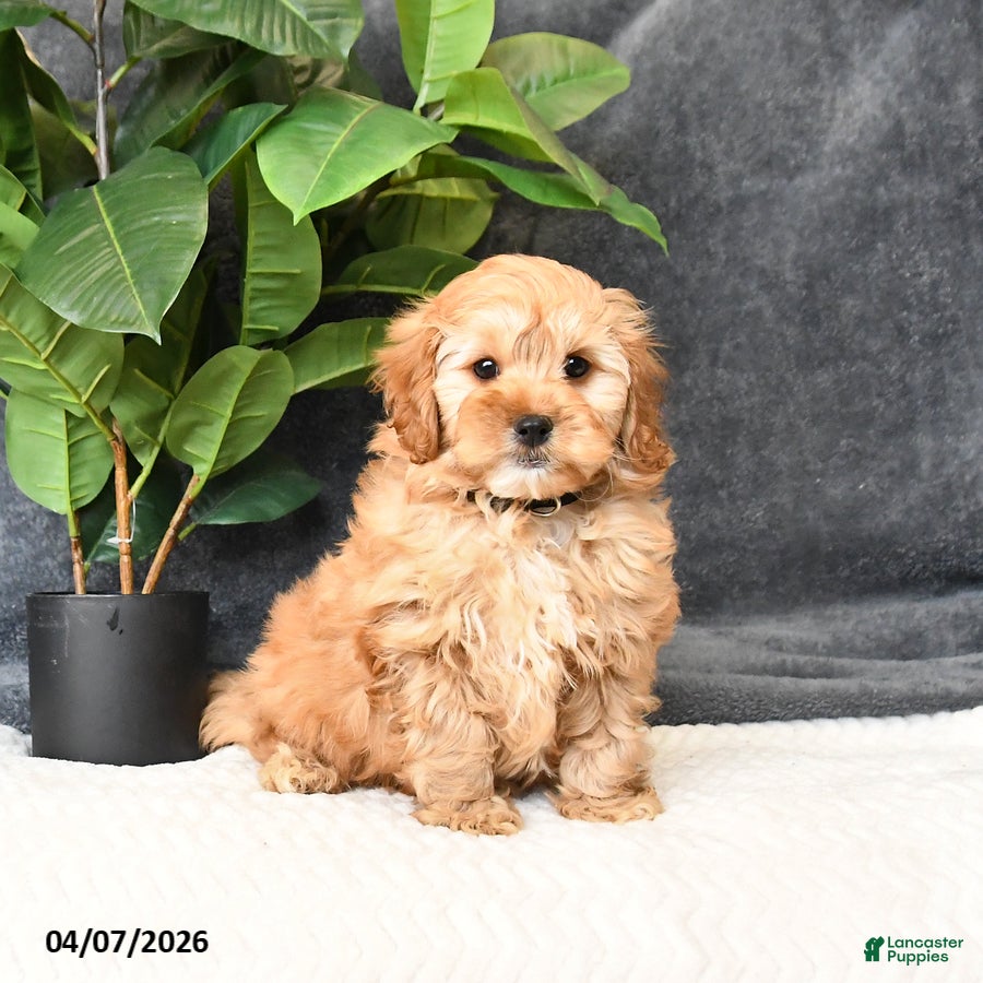 Cavapoo dogs Biscotti - Ad 1