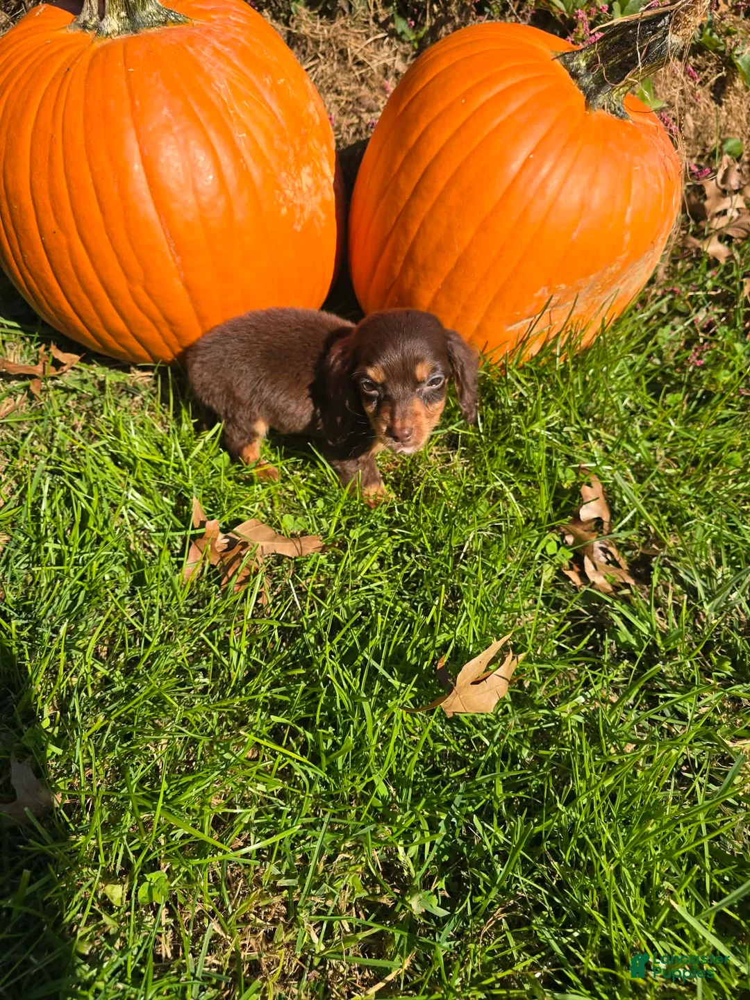 Miniature Dachshund dogs for sale: Nacho - Ad 1