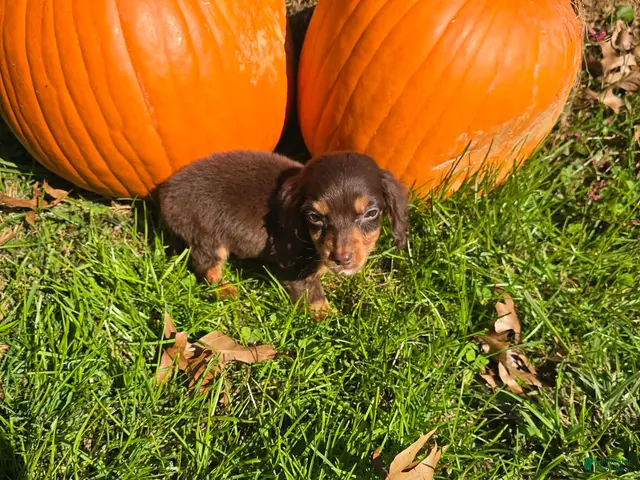 Miniature Dachshund dogs for sale: Nacho - Ad 18