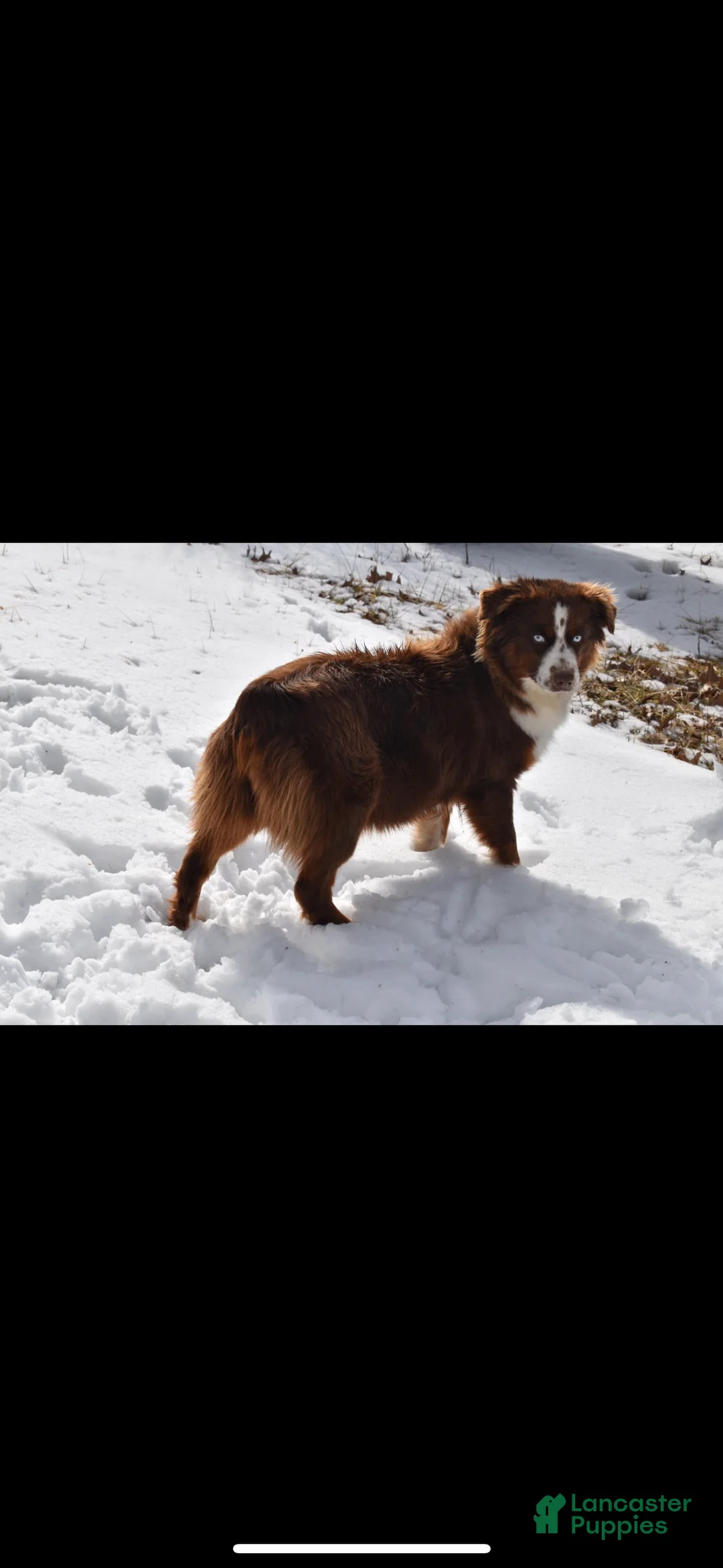 Miniature Australian Shepherd dogs for sale: Miniature Australian Shepherd Puppy 2 - Ad 2
