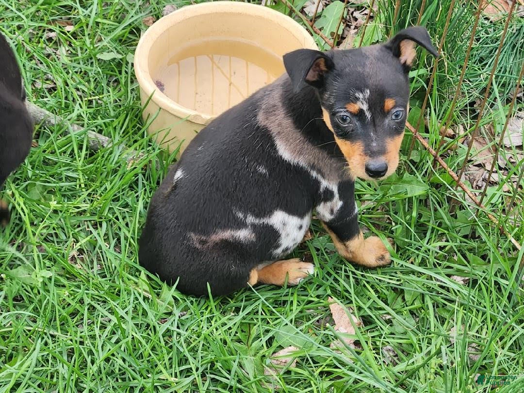 Miniature Pinscher dogs Tex - Ad 1