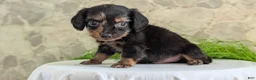 Miniature Dachshund dogs for sale: Loki  - Ad 9