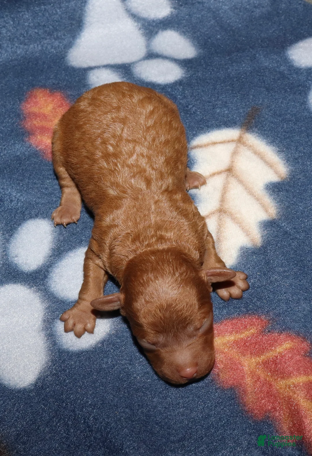 Toy Poodle dogs for sale: Summer’s red male - Ad 1