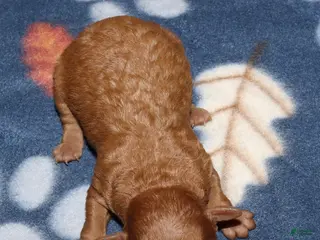 Toy Poodle dogs Summer’s red male - Ad 24