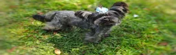 Yorkshire Terrier dogs for sale: Rare Silver Brindle Mithril  - Ad 4