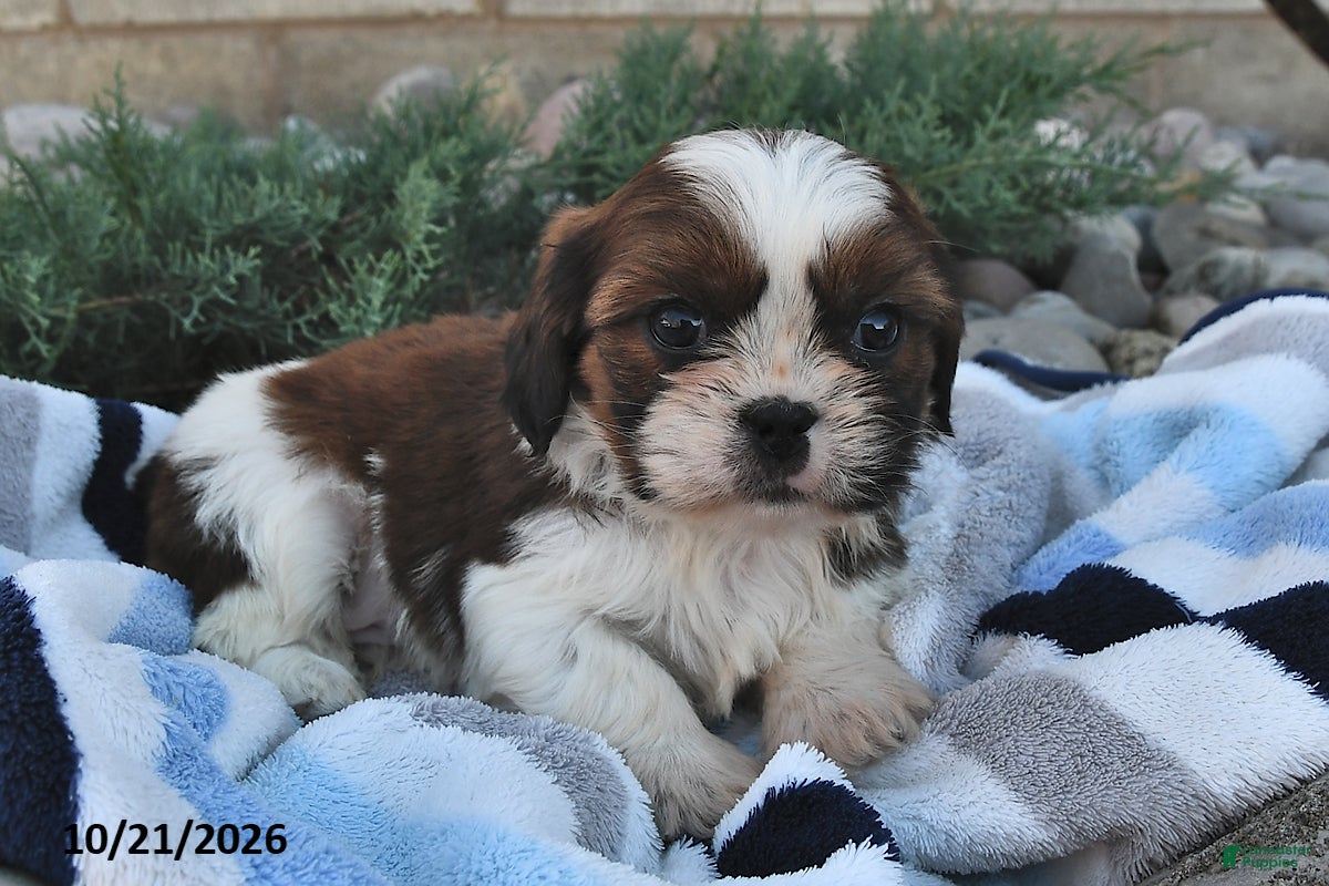 Mixed Breed dogs Benny  - Ad 1