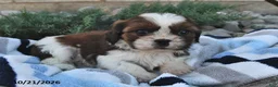 Mixed Breed dogs for sale: Benny  - Ad 1