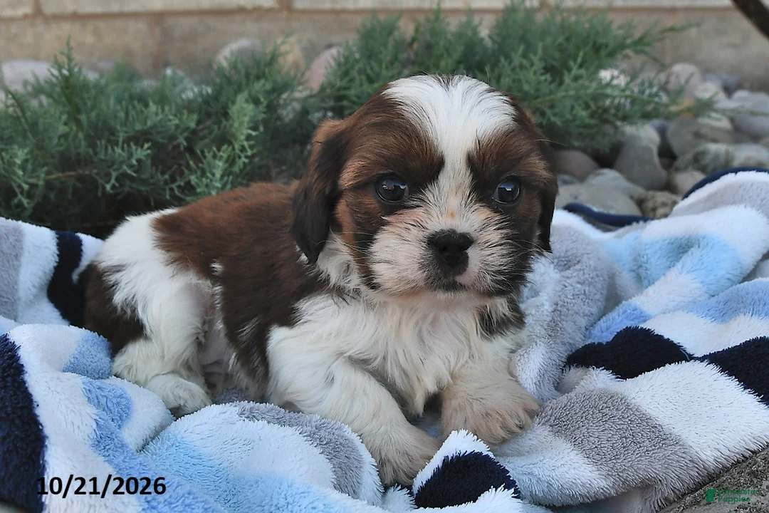 Mixed Breed dogs for sale: Benny  - Ad 1