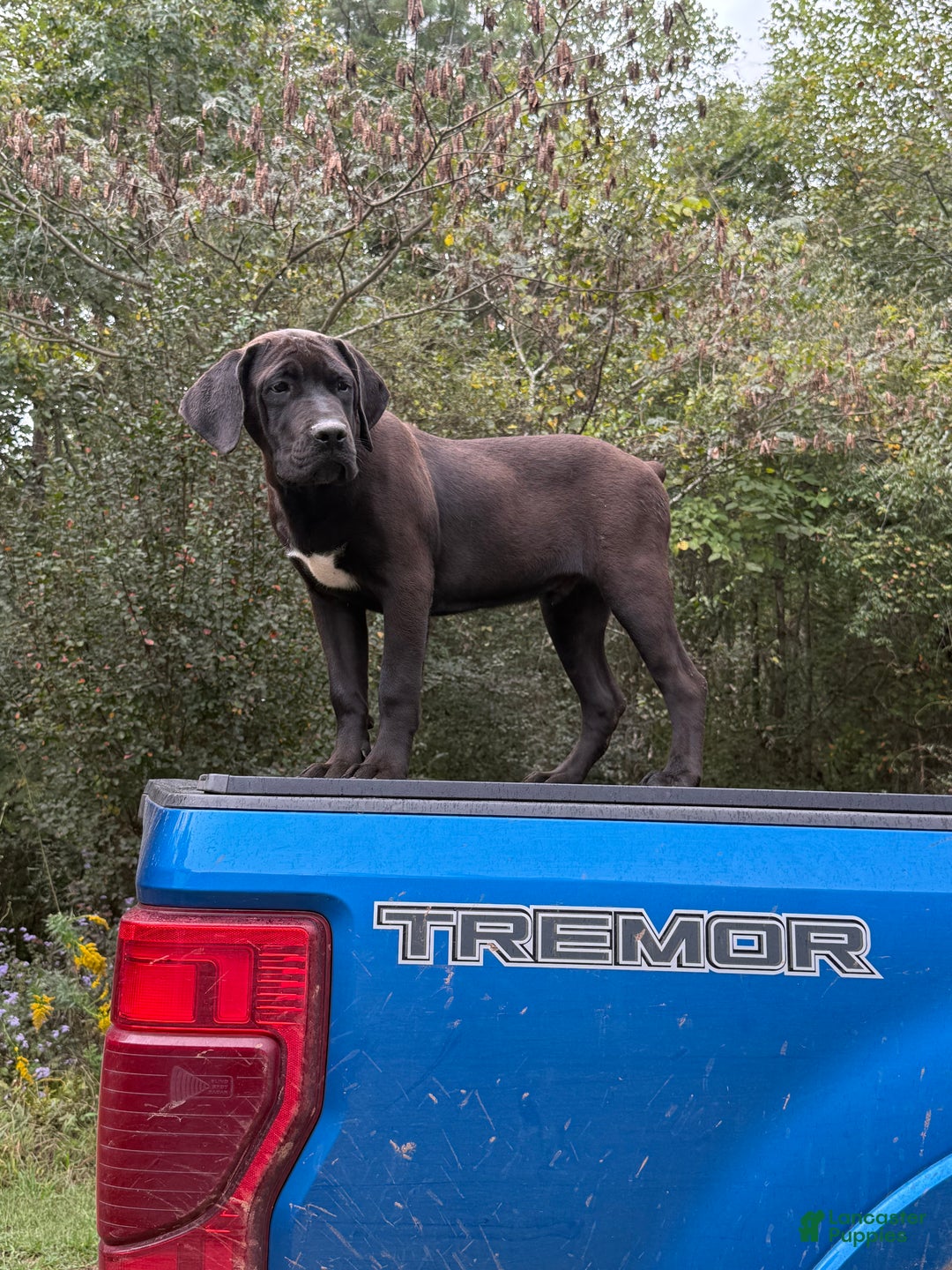 Cane Corso dogs for sale: Cane Corso Puppy 2 - Ad 1