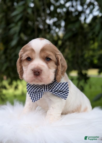Cocker Spaniel dogs Dusty - Ad 1