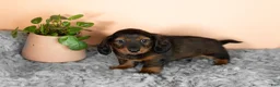 Miniature Dachshund dogs for sale: Buddy  - Ad 3