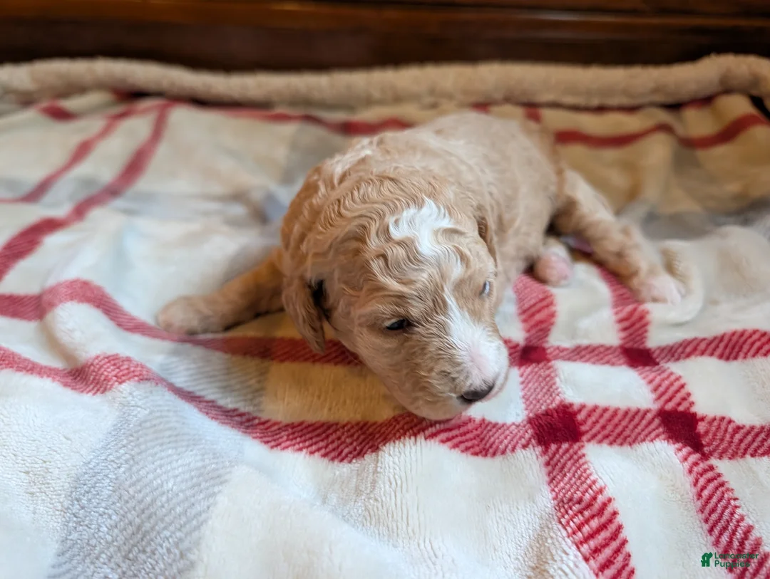 Mini Goldendoodle dogs for sale: Max - Ad 5