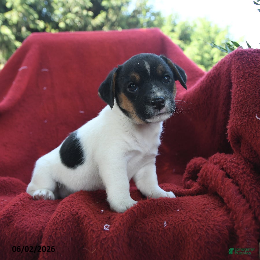Jack Russell Terrier dogs for sale: Honey - Ad 3