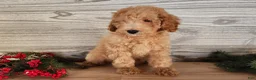 Mini Goldendoodle dogs for sale: Indy - Ad 4