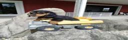 Miniature Dachshund dogs for sale: Max - Ad 12