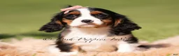Cavalier King Charles Spaniel dogs for sale: Indie AKC - Ad 2