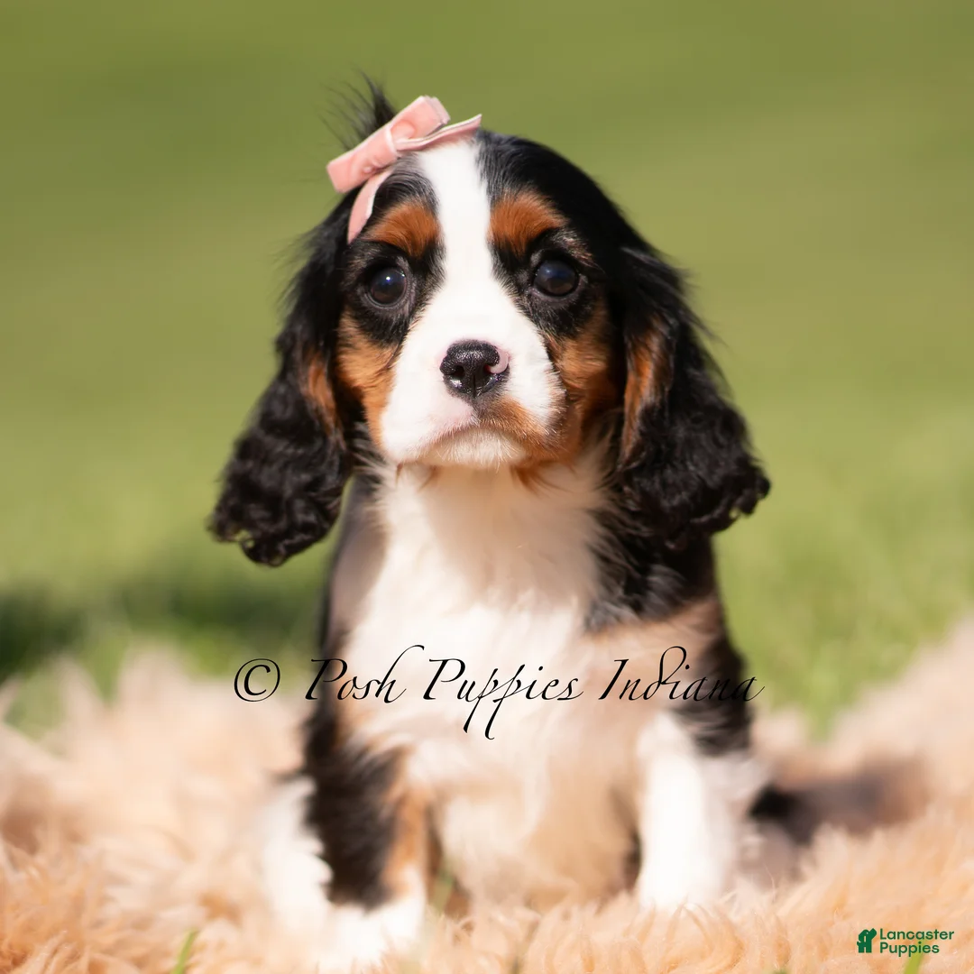 Cavalier King Charles Spaniel dogs for sale: Indie AKC - Ad 2