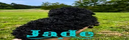 Standard Poodle dogs for sale: Jade - Ad 3