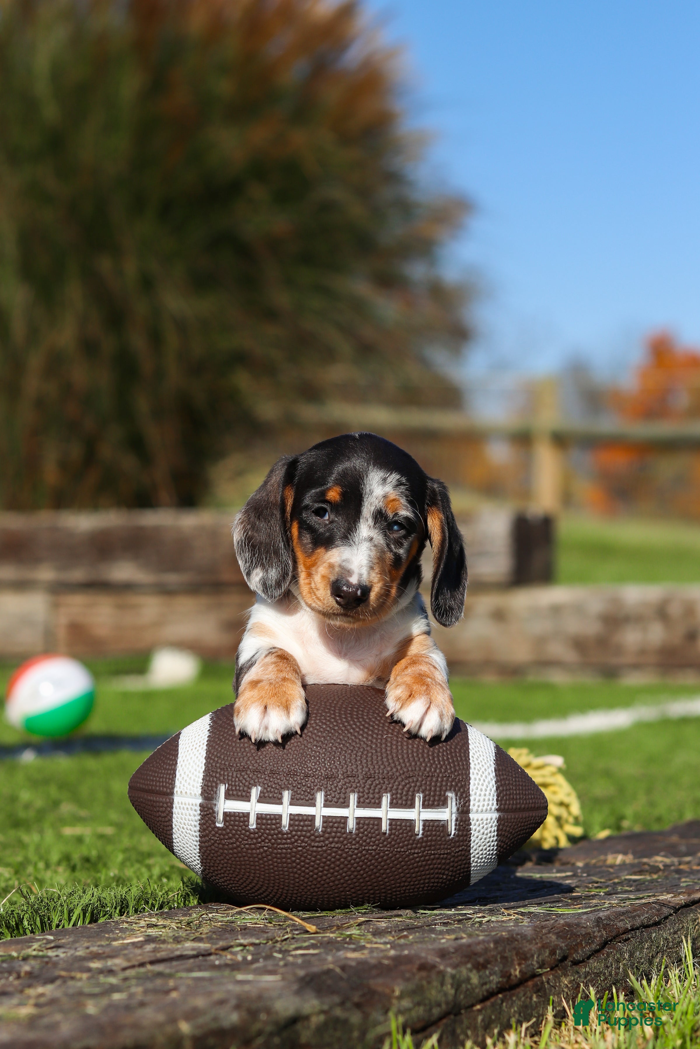 Miniature Dachshund dogs for sale: Jackson - Ad 4