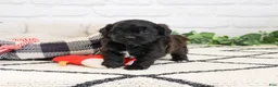 Shihpoo dogs for sale: Harry  - Ad 4