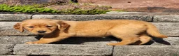 Golden Retriever dogs for sale: Chai - Ad 3